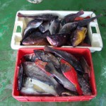 gobcan pesca ilegal 2017