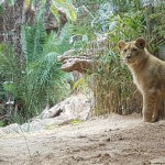 loro parque crias leon africano 2017