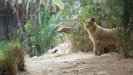 loro parque crias leon africano 2017