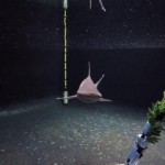loro parque tiburones_gris_1er_cumpleanos 2017