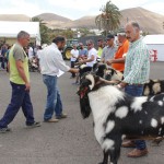 yaiza feria de ganado 2017