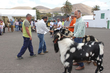 yaiza feria de ganado 2017