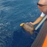 tenerife turismo suelta tortuga 2017