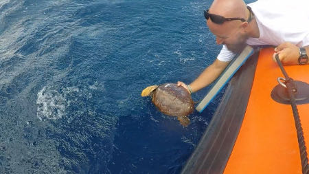 tenerife turismo suelta tortuga 2017