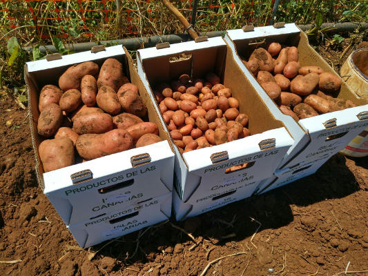 gcanaria papas 2017