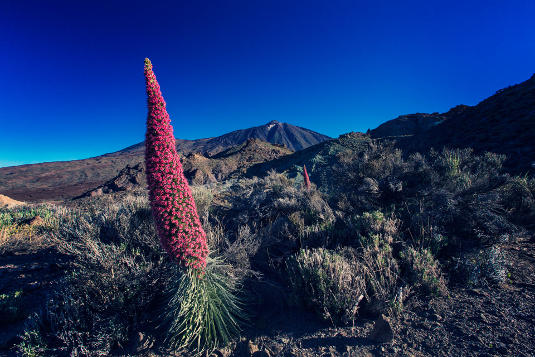 tenerife Parque Nacional del Teide 2017