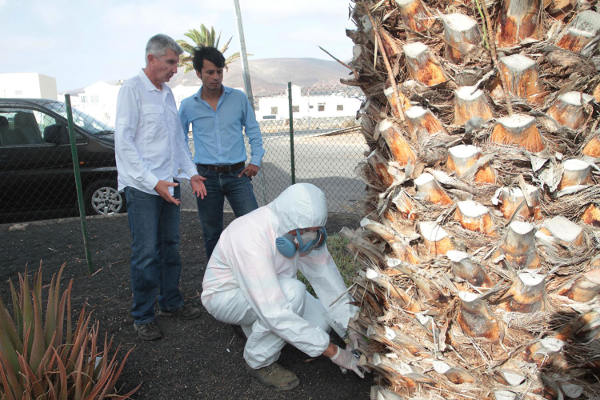 lanzarote tratamiento a las palmeras 2017