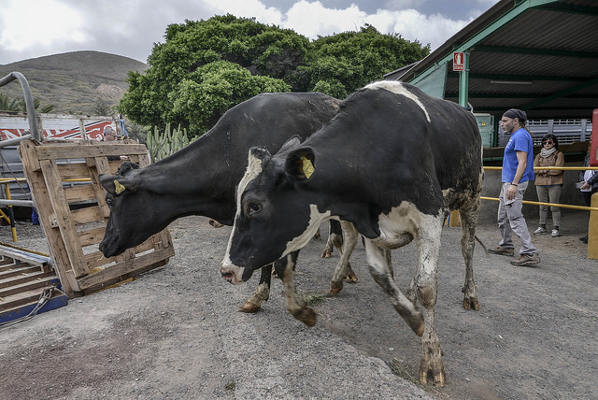 gcanaria cria vacas frisonas 2017