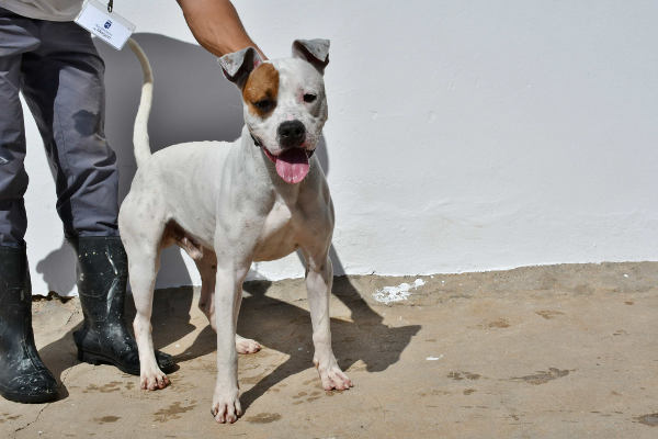 mogan perros en adopcion 2017