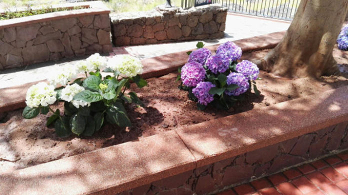 agaete jardines 2018