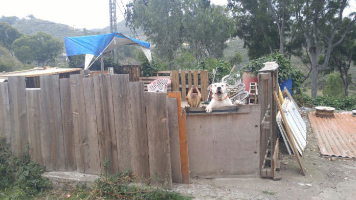 gobcan perros peligrosos 2018