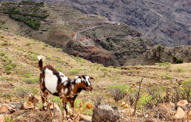 la gomera Ganadería 2018