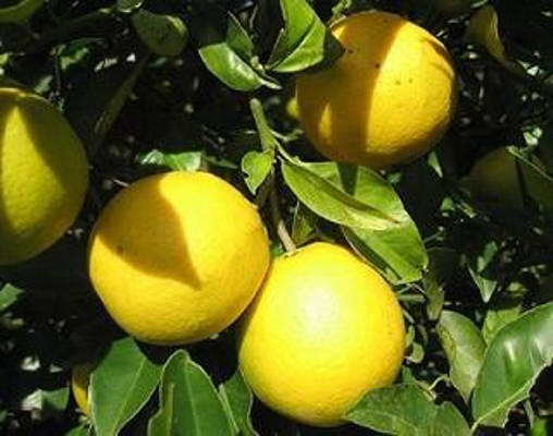 lanzarote venta arboles frutales 2018