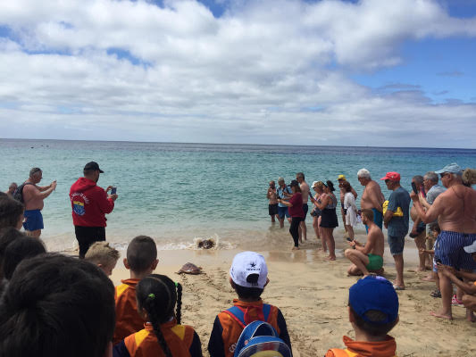 fuerteventura suelta tortugas Pajara 2018
