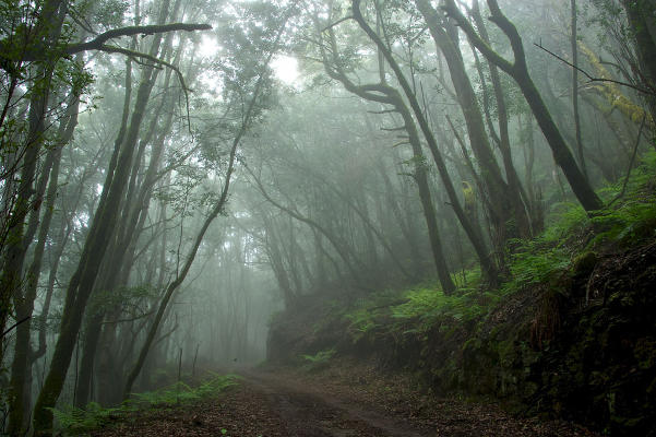 La Gomera Parque Nacional de Garajonay 2018