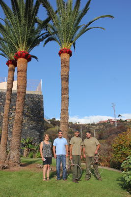 breña baja palmeras y jardines 2018
