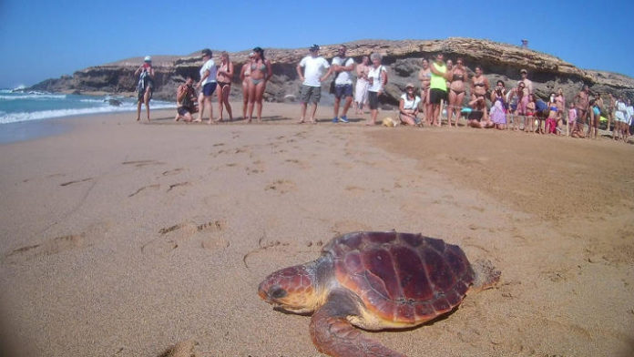 fuerteventura suelta tortuga 2018