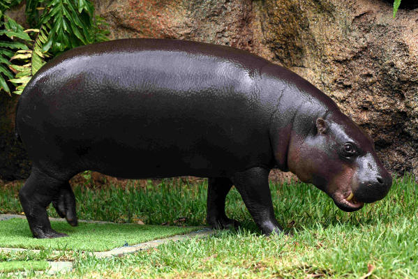 loro parque hipopotamos pigmeos 2018