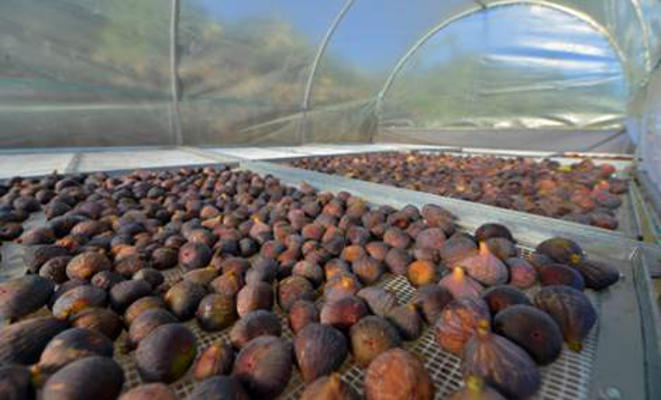 el pinar secadero higos 2019