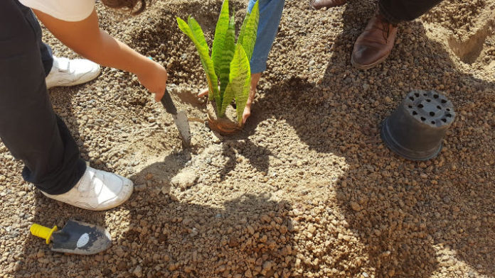 telde medio ambiente 2019