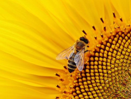 tenerife sun-flower-2019
