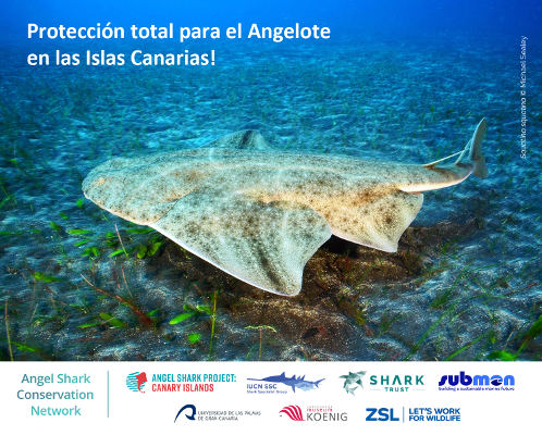 gcanaria ulpgc proteccion angelote 2019