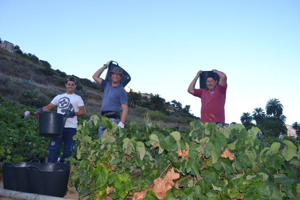 gcanaria Vendimia en Bodegas Ventura 2019