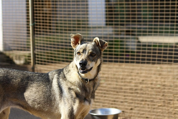 el hierro animales abandonados 2019