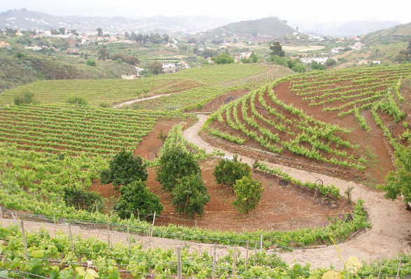 gcanaria frontón de oro 2019