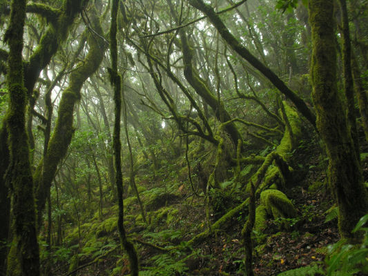 gobcan transicion ecologica 2019