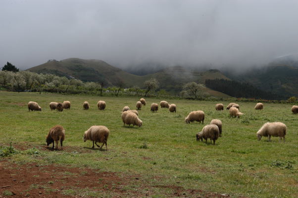 gcanaria comida animales 2019