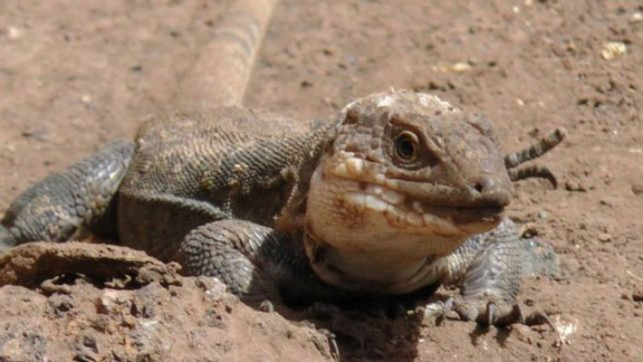 la gomera Lagarto gigante adulto 2019