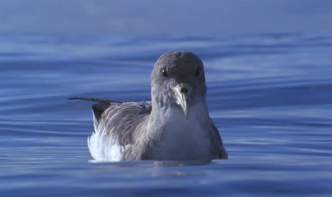 la gomera Pardela 2019