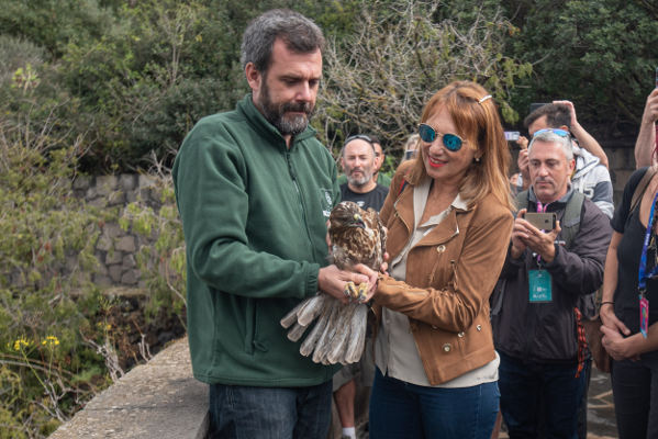 gcanaria naturaleza aguilillas 2019