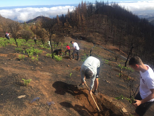 gcanaria reforestacion cumbres 2019