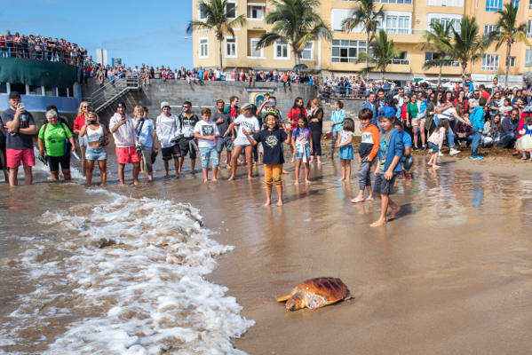 gcanaria tortugas 2019