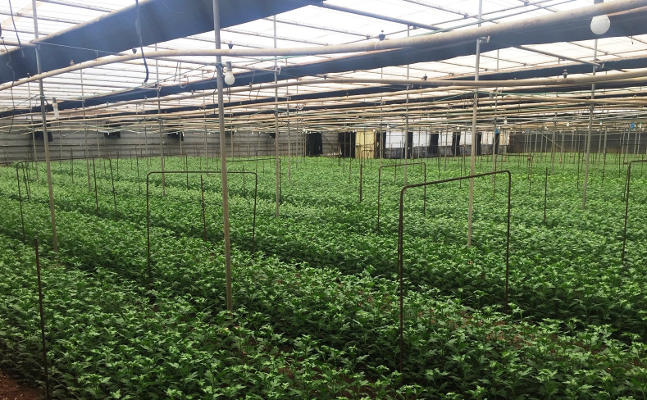 tenerife Instalaciones-Flores y plantas 2019