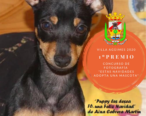 aguimes premios mascota 2020