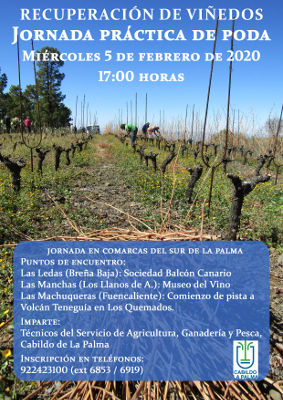 la palma poda de viñedos 2020