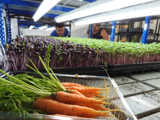 aguimes emprendedor microvegetales 2020