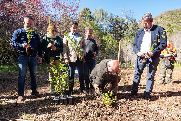 gcanaria repoblacion bosque doramas 2020