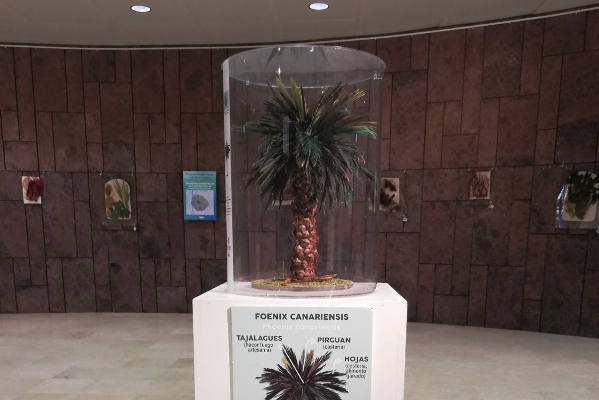 la gomera muestra flora endemica 2020