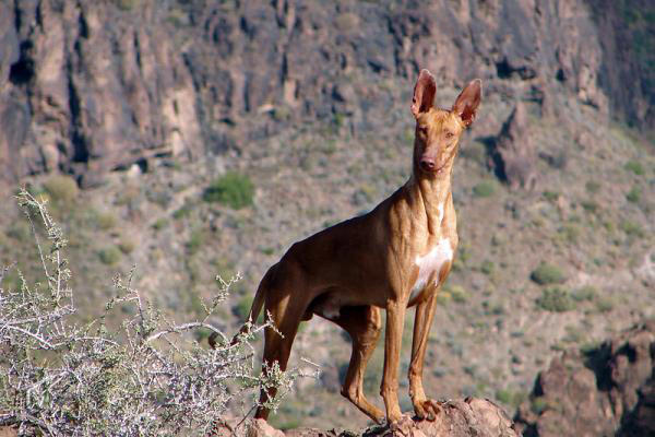la gomera pruebas licencia caza 2020