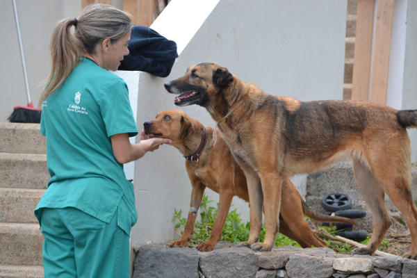 gcanaria_albergue_animales2020 El Albergue de Animales funciona sin subida de abandonos