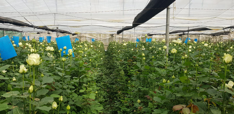 gcanaria_floricultura_2020 Comprar flores a través del Mercado Digital para el Día de las Madres