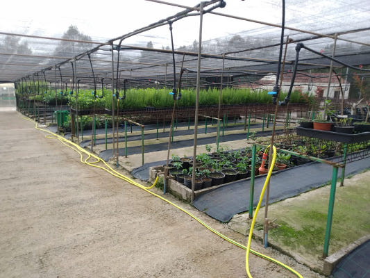 gcanaria_viveros_plantas_2020 160.000 plantas anuales para la repoblación de Gran Canaria
