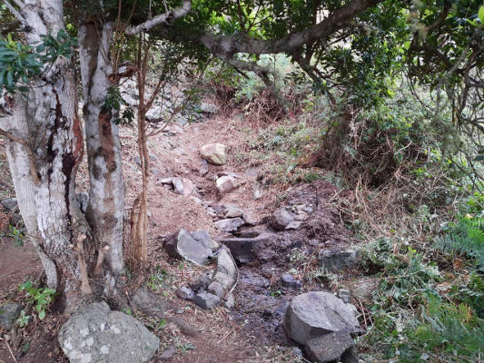 La Gomera_Naciente_2020 Se ejecutan tareas de limpieza en los nacientes de la isla