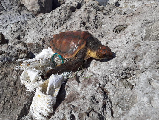 gcanaria_tortuga_recuperacion_centro_2020 Llega al centro de recuperación una tortuga de 38 kilos