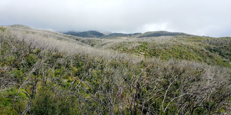 gobcan_lagomera_restauracion_habitats_2020 Se restaurarán hábitats degradados del Parque Nacional de Garajonay