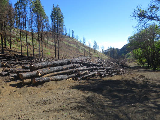 gobcan_restauracion_incendio_gran_canaria_2020 Transición Ecológica inicia los trabajos de restauración por el incendio